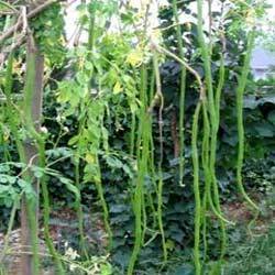 Moringa Oleifera